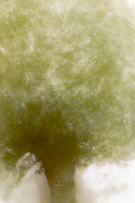 Knotwilg maar dan anders