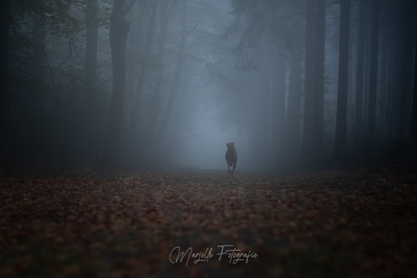 Vizsla in de mist