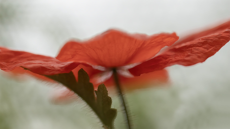 Lady in red