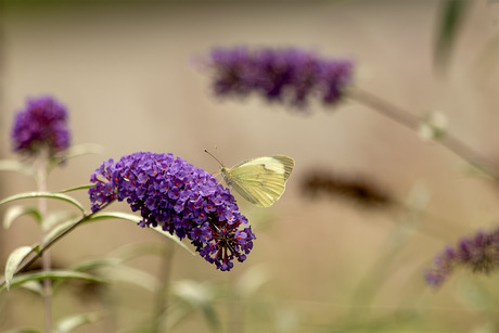 Op en tussen de vlinderstruik