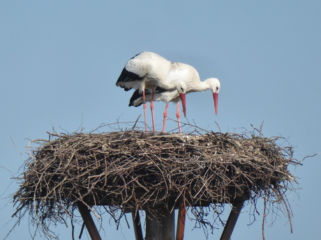 Ooievaars 3