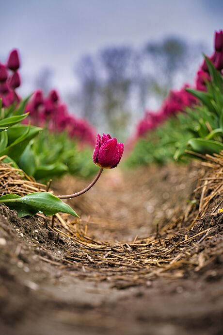 De ene tulp die net even anders doet
