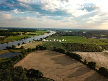 Tarwe veld met op de achter grond de Maas