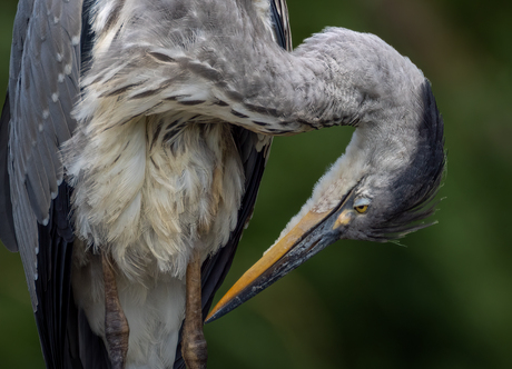 Blauwe Reiger 