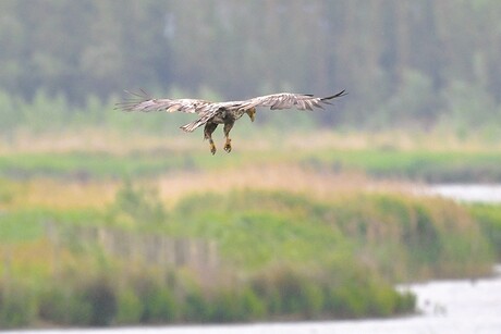 Jagende zeearend