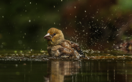 De wassende appelvink 
