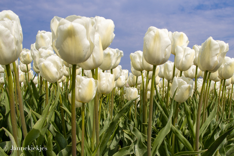 Tulpenveld