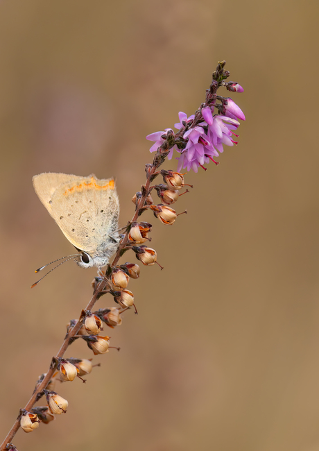 Kleine vuurvlinder