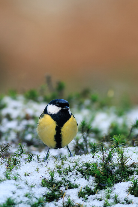 Koolmeesje in een beetje sneeuw