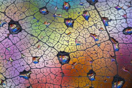 Abstract gedroogd blaadje.