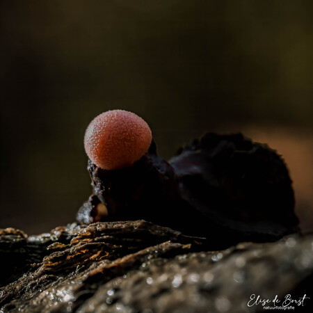 Bloedweizwam - Ieniemini bolletje - foto door EA.Natuurfotografie op 11-11-2022 - locatie: Boswachterij Dorst, Dorst, Nederland - deze foto bevat: paddenstoel, bloedweizwam, natuur, macro, sony, ilca-99m2, tamron sp 90mm f/2.8 di macro 1:1 vc usd f017s, iso 1250, diafragma ƒ/9, sluitertijd 1/125s, brandpuntafstand 90mm, hout, vogel, natuurlijk landschap, terrestrische plant, landschap, landdieren, detailopname, dieren in het wild, schimmel, bodem