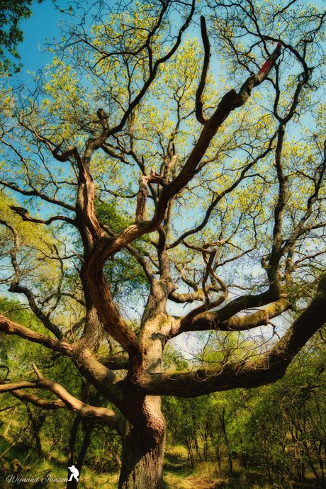 The life veins of the forest