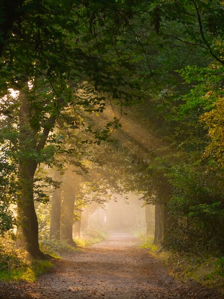 Zonneharpen vangen in het bos