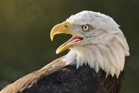 Amerikaanse Zeearend