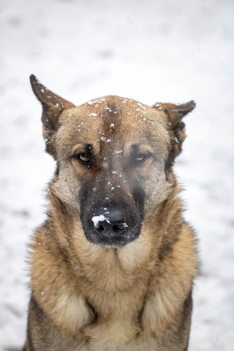 Ted in de sneeuw