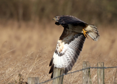 vervolg buizerd