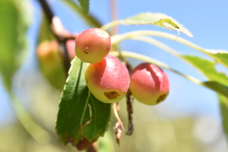 Appeltjes