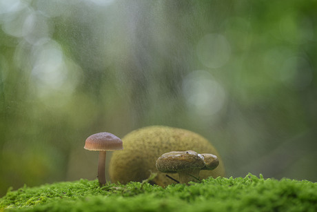 Paddenstoelen jacht......