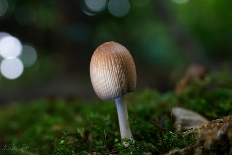 || Glimmerinktzwam ||