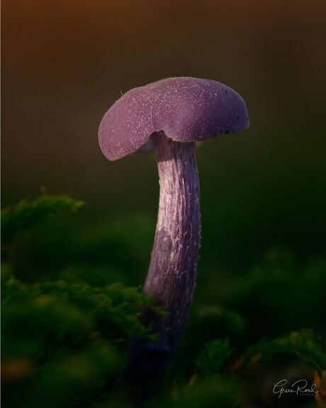 Purple Velvet
