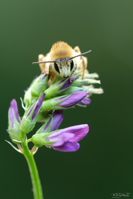 Oog in oog met een pluizige verzamelaar
