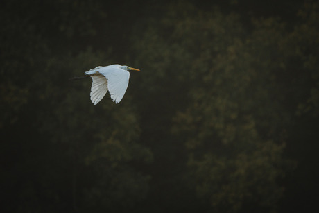 Great white egret