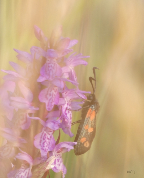 Orchidee in de wind.....
