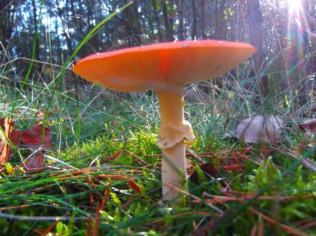 paddenstoelen parade