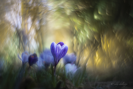 The grace of the forest