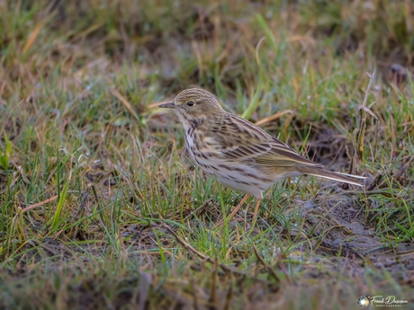 De meester van de camouflage: Graspieper in het veld.