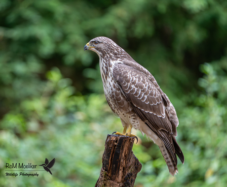 De buizerd.
