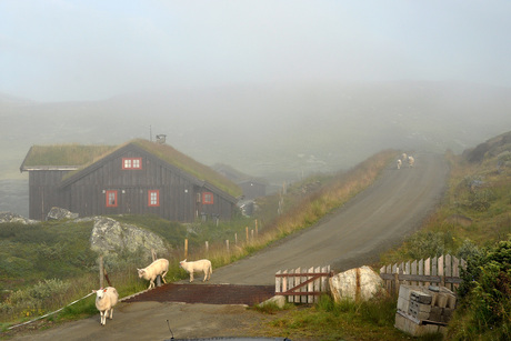 Als er één schaap over het veerooster komt........