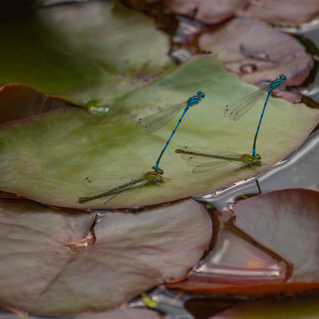 Synchroon.