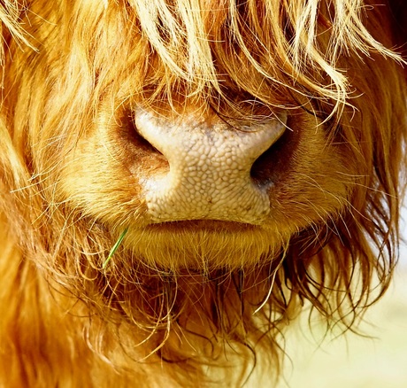 Schotse hooglander