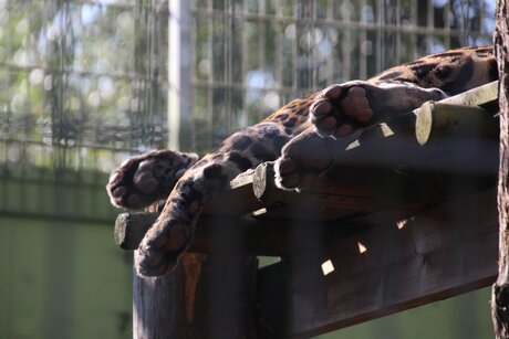 srilankaanse panter