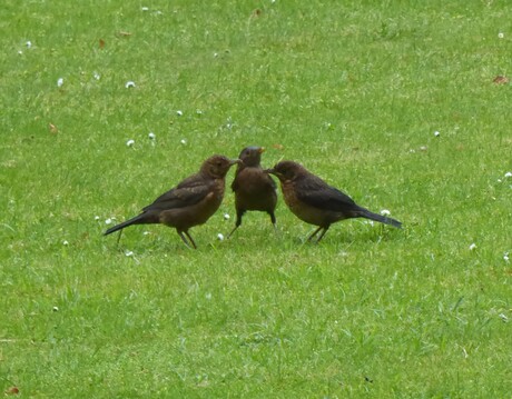 Drie jonge merels