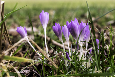 natuur ontwaakt 