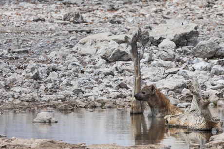 Hyena