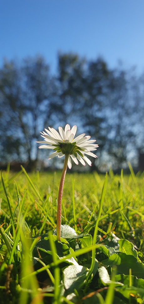 Madaliefje in de herfst 2