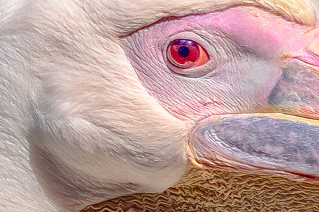 Het Oog / door het oog vd naald