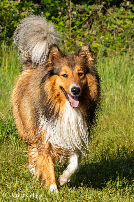 Collie