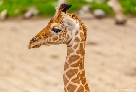 Portret van de jongste Giraffe .
