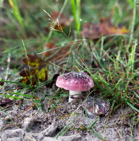 Een roodvoetrussula