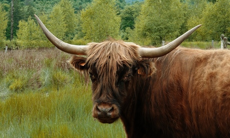 Schotse Hooglander