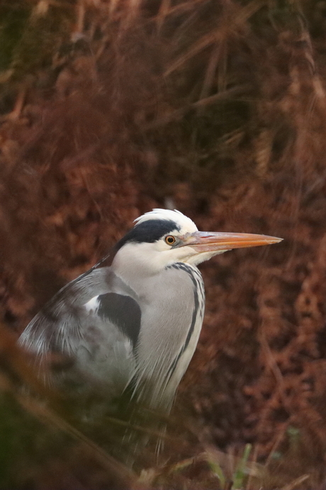 verscholen reiger