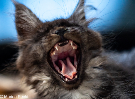 Maine coon Zelda 