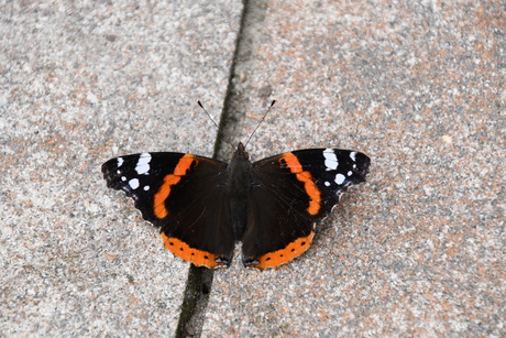 Vanessa Atalanta