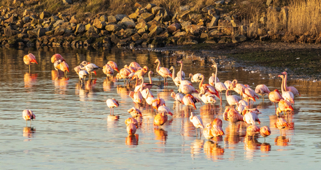 Flamingo's (Grevelingenmeer)