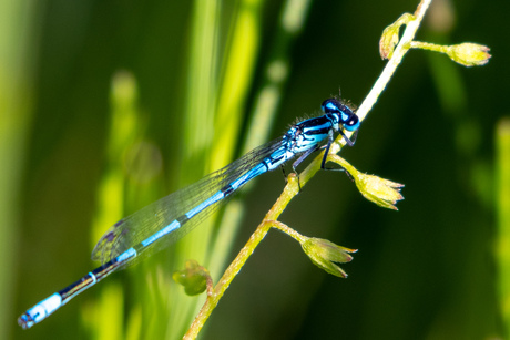 Azuurwaterjuffer