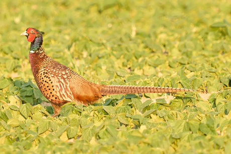 Fazant in het zonnetje
